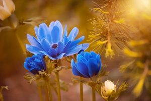 De magie van een bloementuin creëren