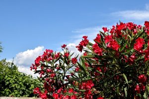 Hoe je laurier gemakkelijk en effectief kunt snoeien